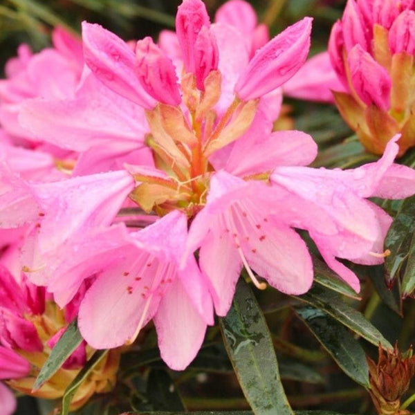 Jetzt Rhododendron 'Graziella' online kaufen bei Bohlken Pflanzenversand –  Bohlken Pflanzenversand GbR
