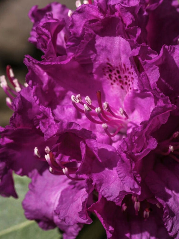 Rhododendron yakushimanum 'Bohlkens Laguna' im Onlineshop der Bohlken Baumschulen