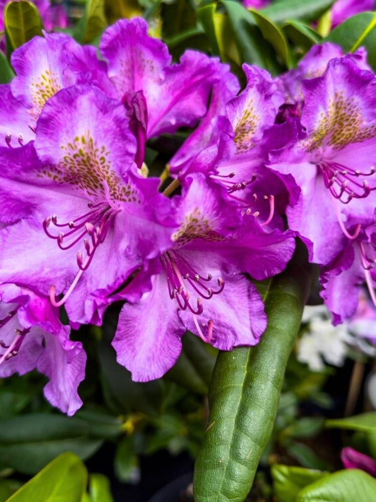 Rhododendron yakushimanum 'Bohlkens Lupinenberg' im Onlineshop der Bohlken Baumschulen