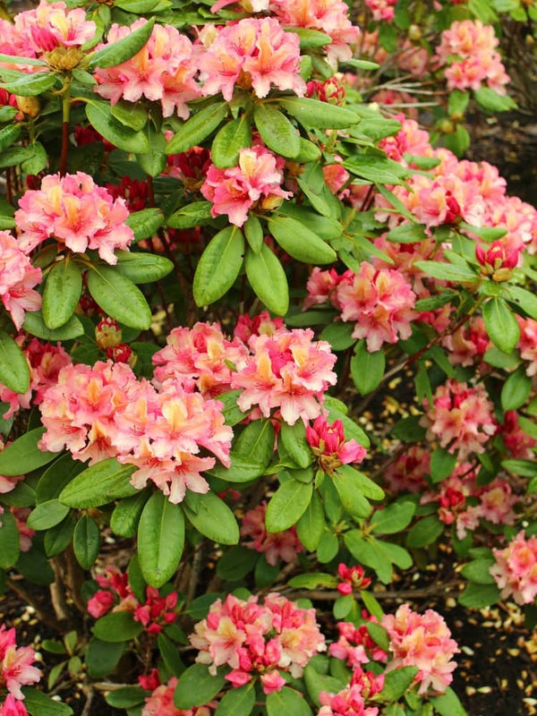 Rhododendron Hybride 'Brasilia' im Onlineshop von Bohlken Pflanzenversand GbR