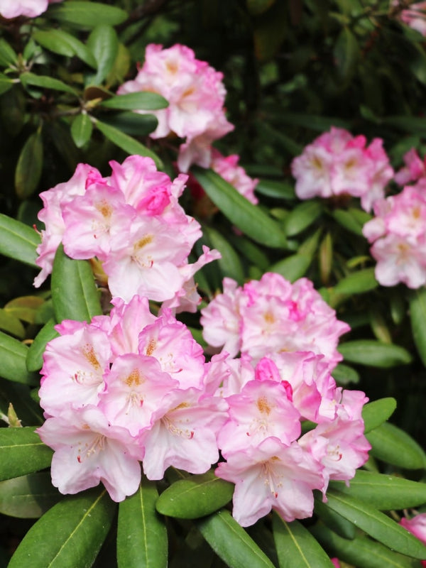 Rhododendron Hybride 'Brigitte' im Onlineshop von Bohlken Pflanzenversand GbR