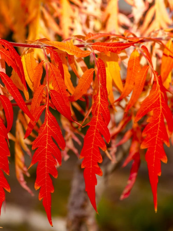 Artikelbild für Geschlitzter Essigbaum, Rhus typhina 'Dissecta' im Online-Shop der Bohlken Baumschulen