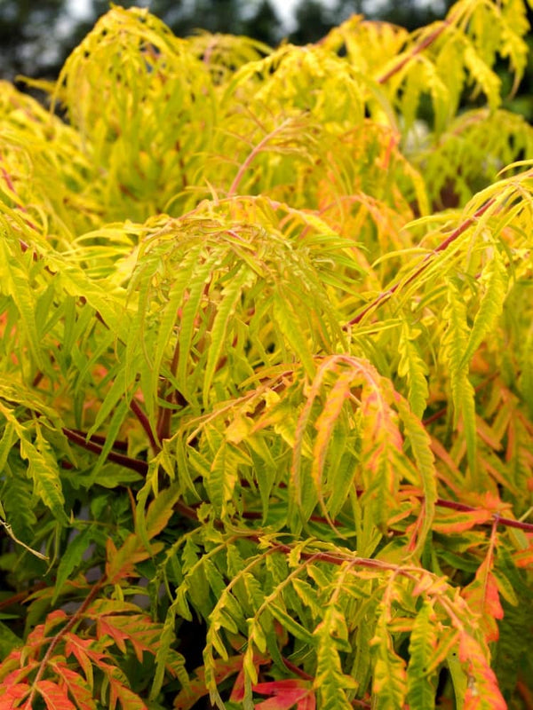 Artikelbild für Gelbgrüner Essigbaum, Rhus typhina 'Tiger Eyes' ® im Online-Shop der Bohlken Baumschulen