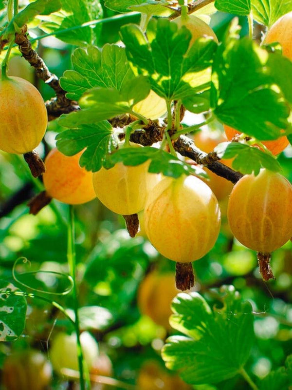 Stachelbeere Ribes 'Crispa® Solemio®' | Ribes Ribes 'Crispa® Solemio®' im Onlineshop der Bohlken Baumschulen