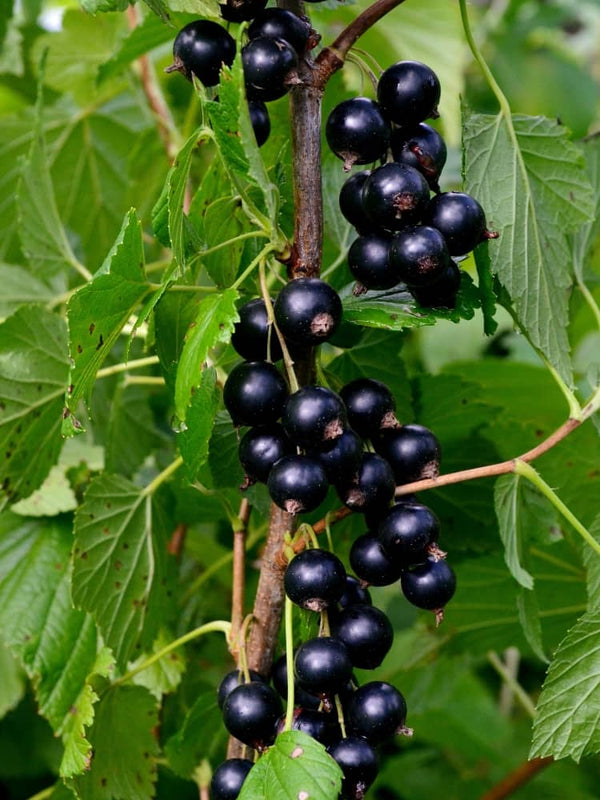 Ribes nigrum Cassissima® 'Blackbells', Schwarze Johannisbeere Cassissima® 'Blackbells' im Onlinbeshop der Bohlken Baumschulen
