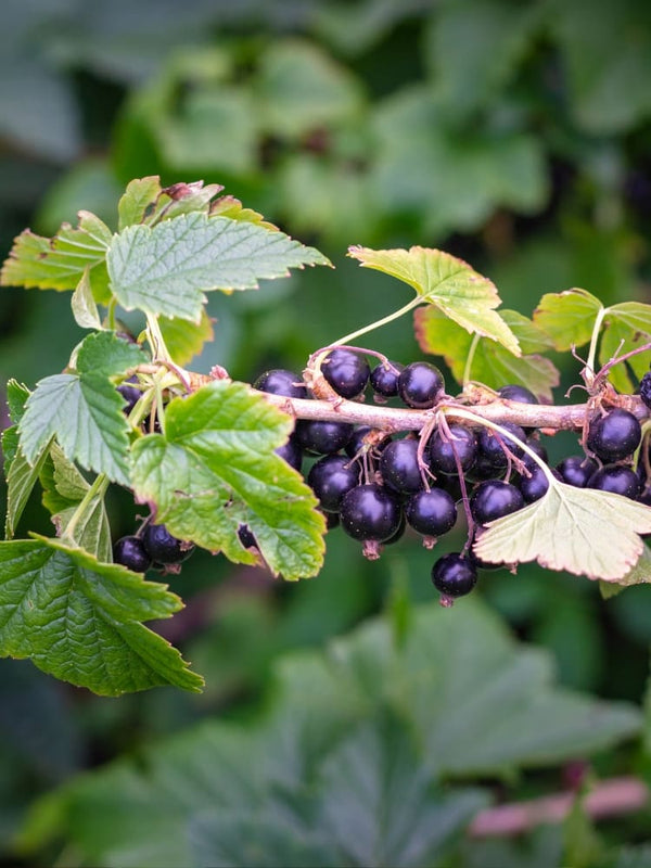 Ribes nigrum 'Ben Sarek' | Schwarze Johannisbeere 'Ben Sarek' | kaufen im Onlineshop der Bohlken Baumschulen