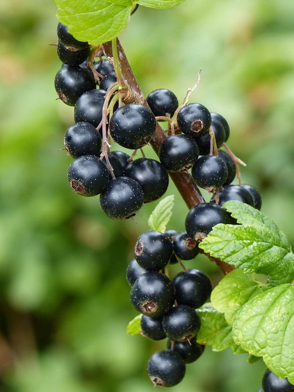 Ribes nigrum 'Öjebyn', Schwarze Johannisbeere 'Öjebyn' im Onlineshop der Bohlken Baumschulen