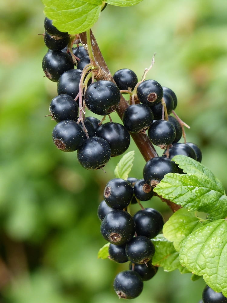 Ribes nigrum 'Öjebyn', Schwarze Johannisbeere 'Öjebyn' im Onlineshop der Bohlken Baumschulen