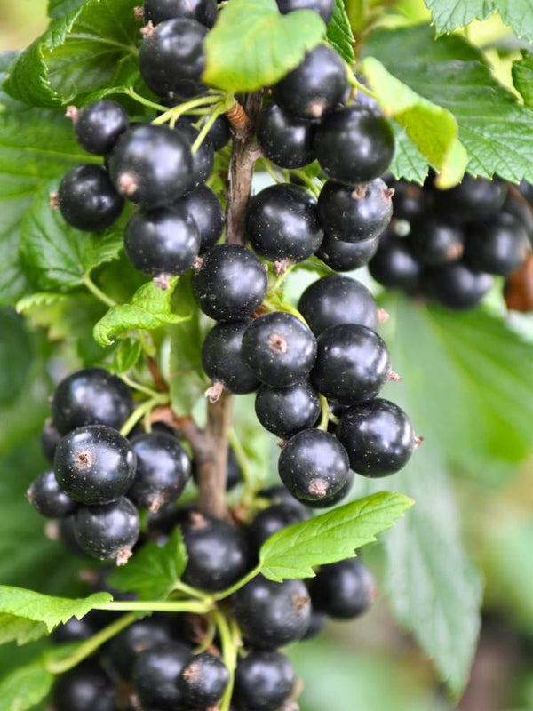 Ribes nigrum 'Rosenthals Langtraubige' | Schwarze Johannisbeere im Onlineshop der Bohlken Baumschulen