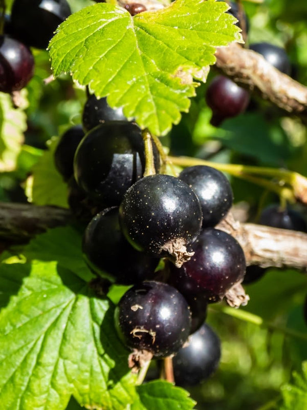 Ribes nigrum 'Silvergieters Schwarze' | Schwarze Johannisbeere im Onlineshop der Bohlken Baumschulen