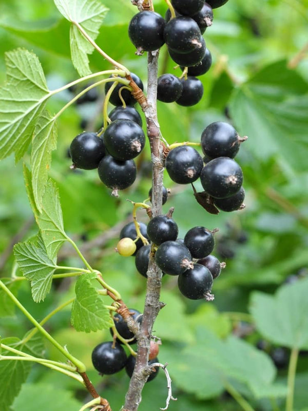 Ribes nigrum 'Tsema' | Schwarze Johannisbeere 'Tsema' | kaufen im Onlineshop der Bohlken Baumschulen