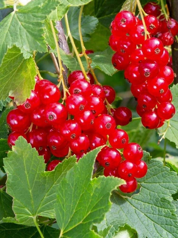 Rote Johannisbeere 'Ribest® Lisette ®' | Ribes rubrum 'Ribest® Lisette ®' im Onlineshop der Bohlken Baumschulen
