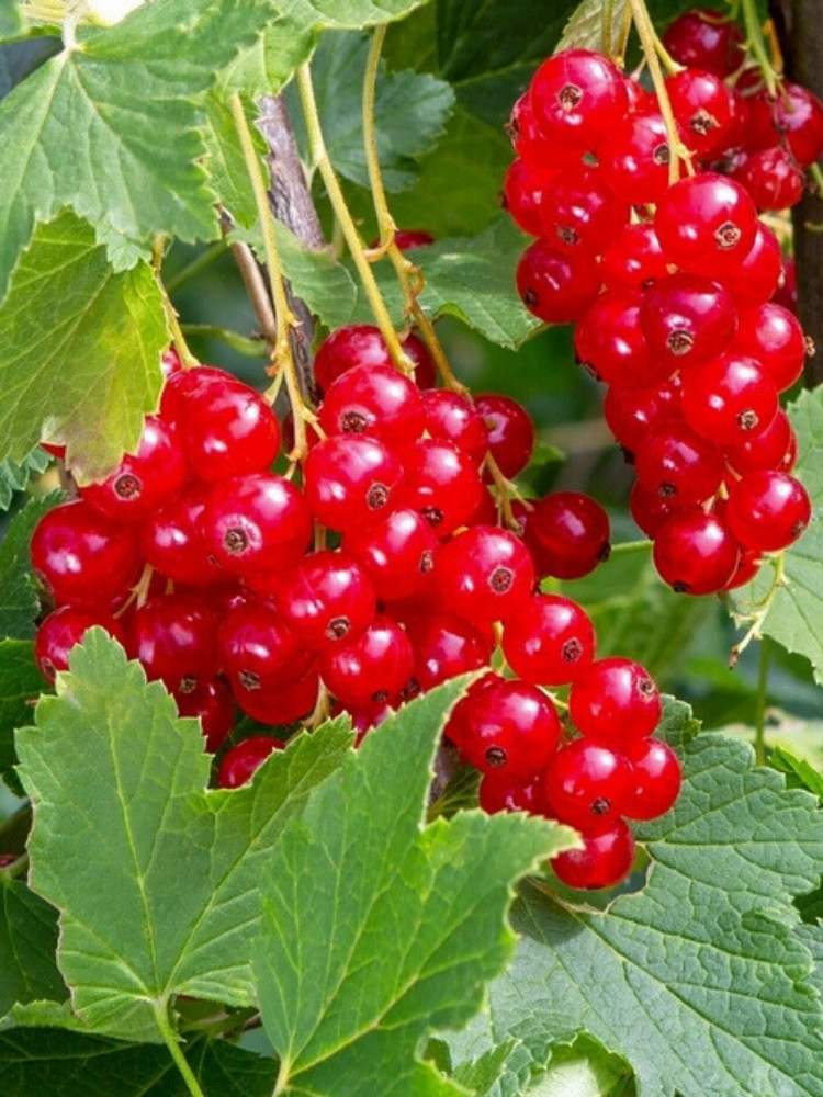 Rote Johannisbeere 'Ribest® Lisette ®' | Ribes rubrum 'Ribest® Lisette ®' im Onlineshop der Bohlken Baumschulen