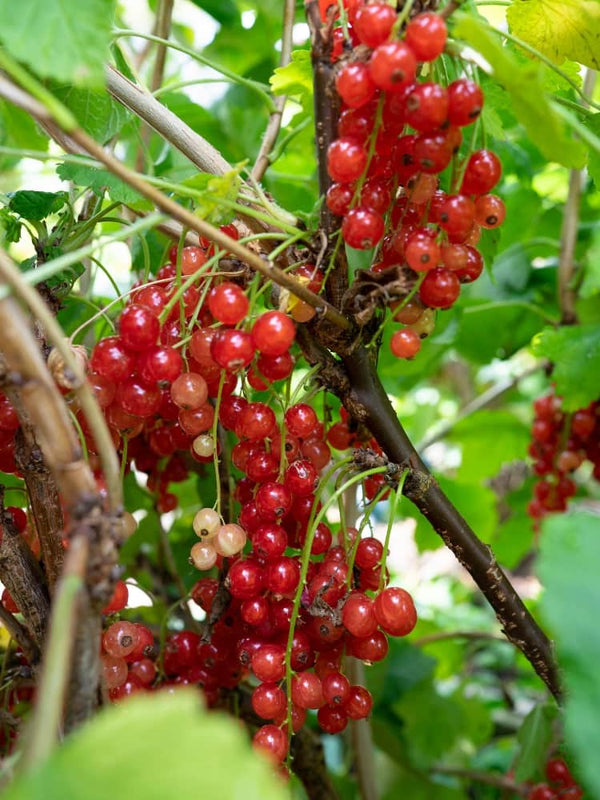 Ribes rubrum 'Rovada' | Rote Johannisbeere 'Rovada' | kaufen im Onlineshop der Bohlken Baumschulen