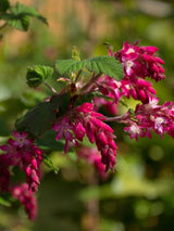 Ribes sanguineum 'Amore' ®, Zier-Johannisbeere 'Amore' ® im Onlineshop der Bohlken Baumschulen