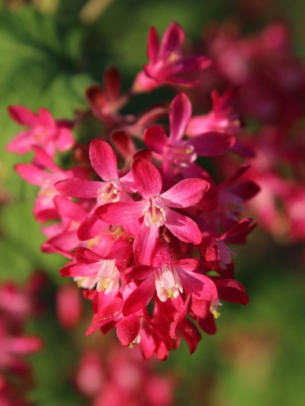 Ribes sanguineum 'Amore' ®, Zier-Johannisbeere 'Amore' ® im Onlineshop der Bohlken Baumschulen