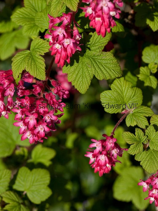 Blutjohannisbeere, Ribes sanguineum 'King Edward VII'  kaufen im Online-Shop der Bohlken Baumschulen