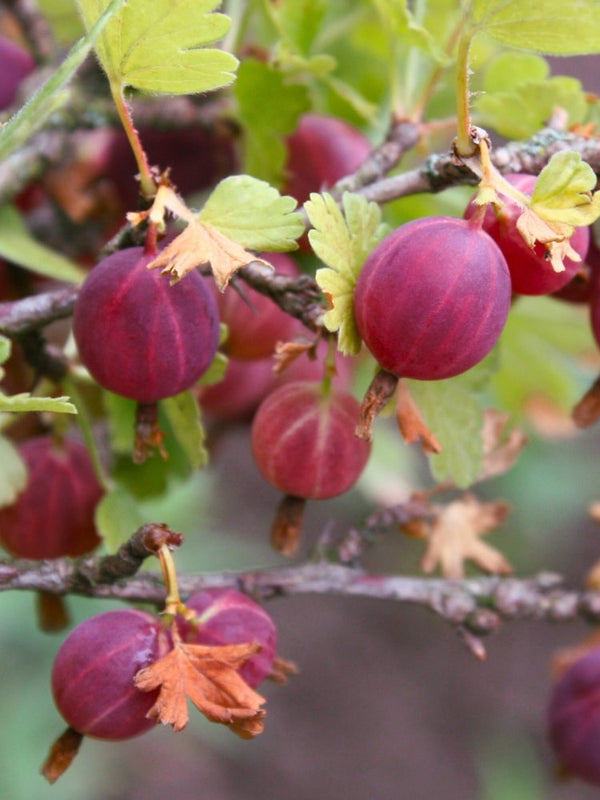 Stachelarme Stachelbeere 'Captivator' | Ribes uva-crispa 'Captivator' im Onlineshop der Bohlken Baumschulen