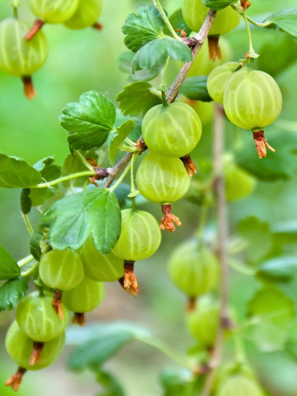 Stachelbeere 'Mucurines' | Ribes uva-crispa 'Mucurines' | kaufen im Onlineshop der Bohlken Baumschulen