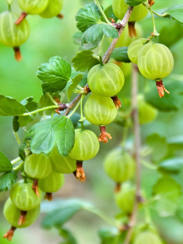 Stachelbeere 'Mucurines' , Ribes uva-crispa 'Mucurines' kaufen im Onlineshop der Bohlken Baumschulen