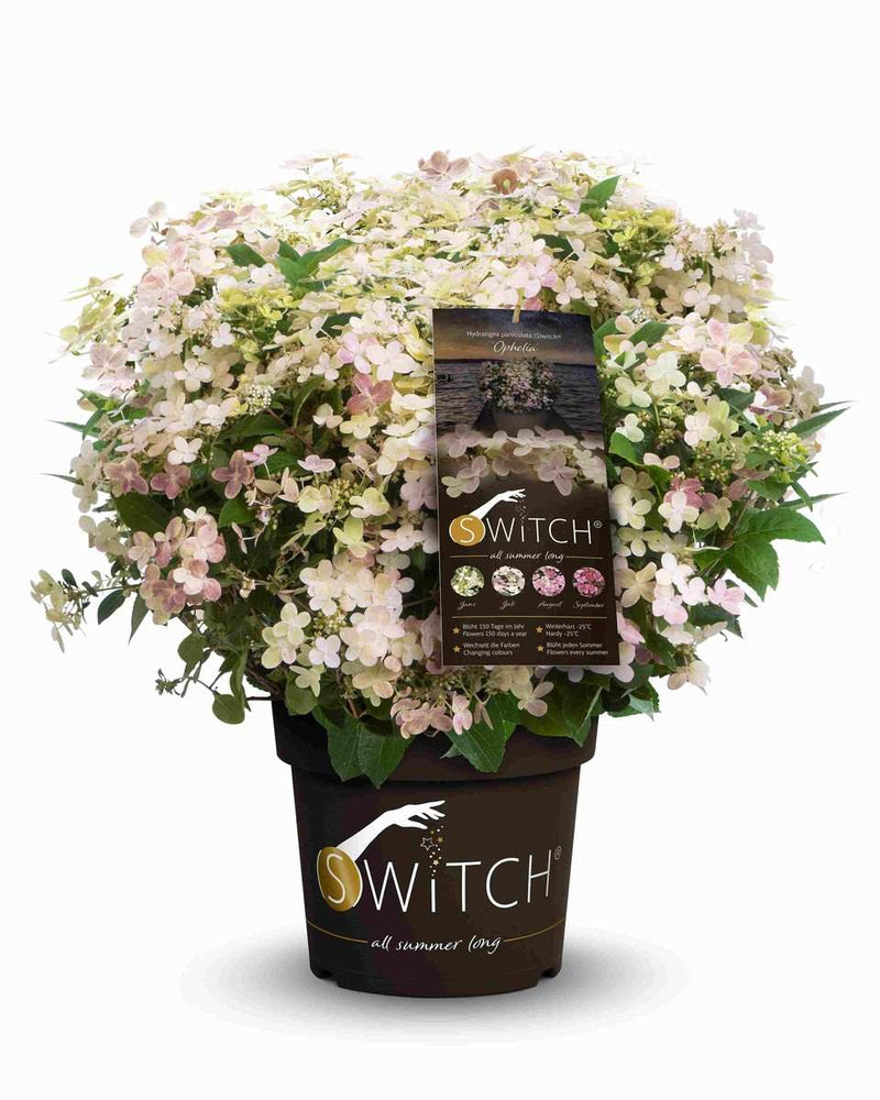 Rispen-Hortensie Switch® Ophelia, Hydrangea paniculata 'Switch® Ophelia' im Onlineshop der Bohlken Baumschulen