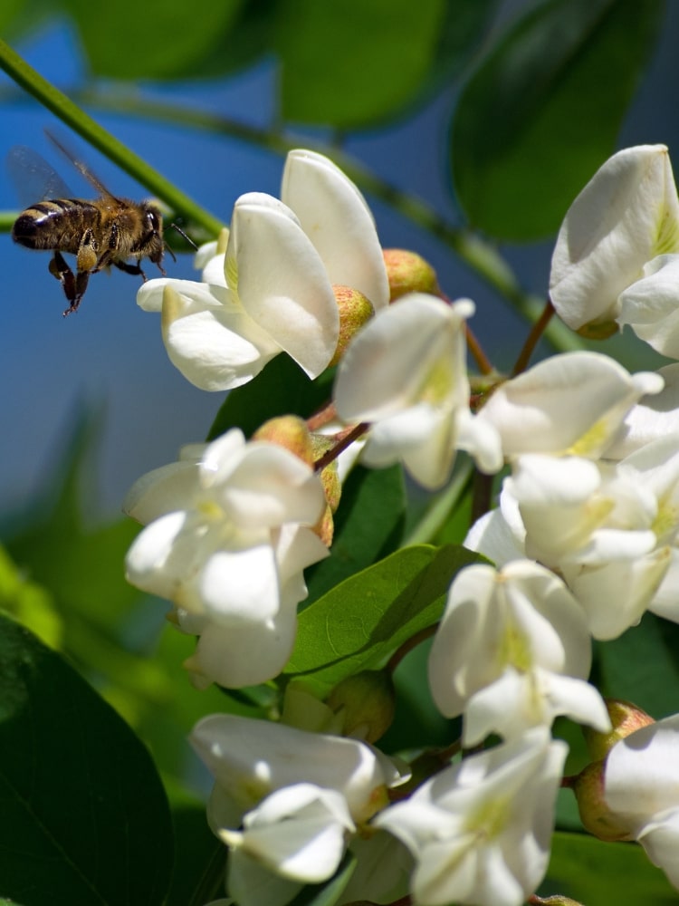 Robinia pseudoacacia 'Twisty Baby' ®, Korkenzieher-Scheinakazie 'Twisty Baby' ® im Onlineshop der Bohlken Baumschulen