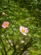 Sandrose | Dünenrose | Wiesenrose | Rosa carolina im Onlineshop der Bohlken Baumschulen