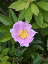 Sandrose | Dünenrose | Wiesenrose | Rosa carolina im Onlineshop der Bohlken Baumschulen