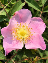 Sandrose | Dünenrose | Wiesenrose | Rosa carolina im Onlineshop der Bohlken Baumschulen