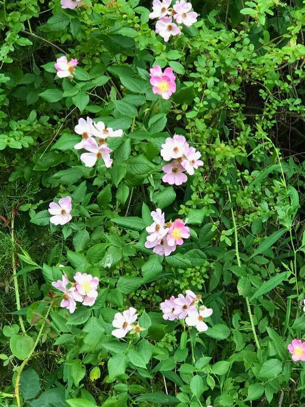 Sandrose | Dünenrose | Wiesenrose | Rosa carolina im Onlineshop der Bohlken Baumschulen