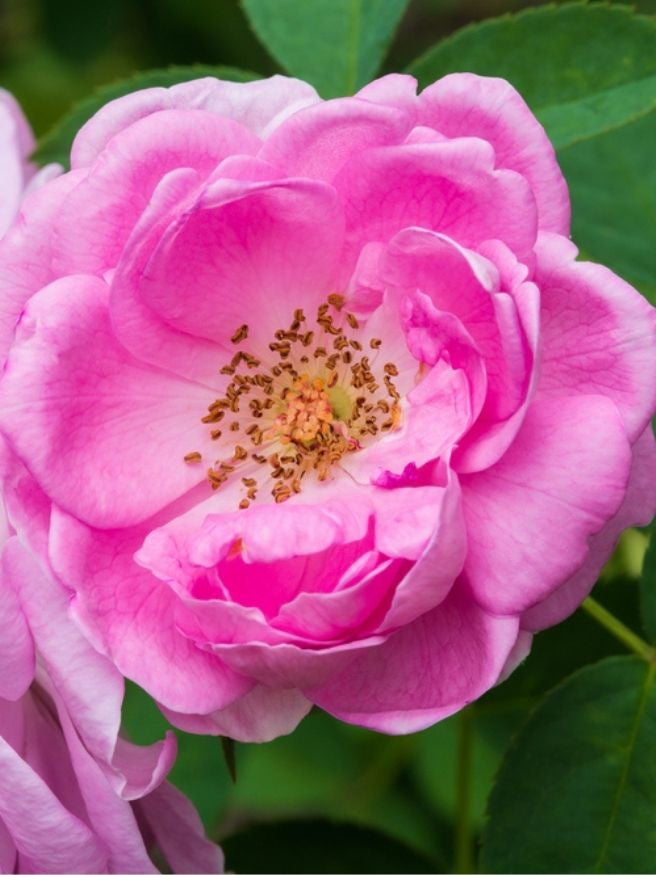 Essigrose | Rosa gallica im Onlineshop der Bohlken Baumschulen