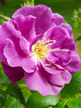 Essigrose | Rosa gallica im Onlineshop der Bohlken Baumschulen