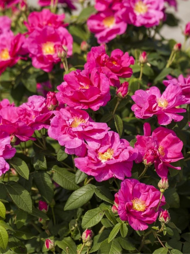 Essigrose | Rosa gallica im Onlineshop der Bohlken Baumschulen