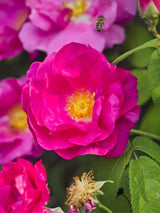 Essigrose | Rosa gallica im Onlineshop der Bohlken Baumschulen