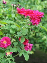 Essigrose | Rosa gallica im Onlineshop der Bohlken Baumschulen