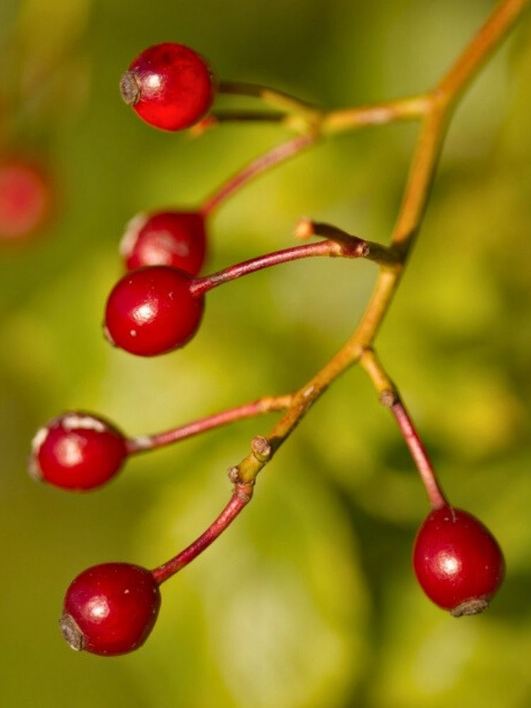 Rosa multiflora Vielblütige Rose, Frucht, Büschel-Rose, im Onlineshop der Bohlken Baumschulen