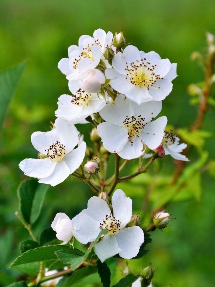 Rosa multiflora Vielblütige Rose, Büschel-Rose, im Onlineshop der Bohlken Baumschulen