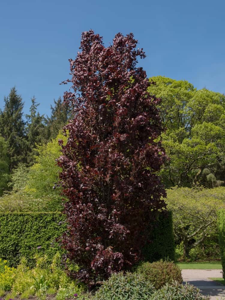 Rote Säulenbuche 'Rohan Obelisk', Fagus sylvatica 'Rohan Obelisk' im Onlineshop der Bohlken Baumschulen