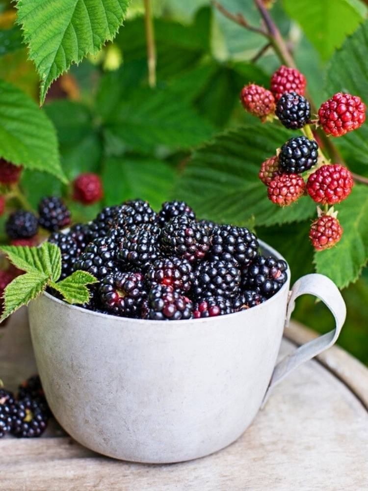 Brombeere Lowberry ® 'Little Black Prince' | Zwergbrombeere im Onlineshop der Bohlken Baumschulen