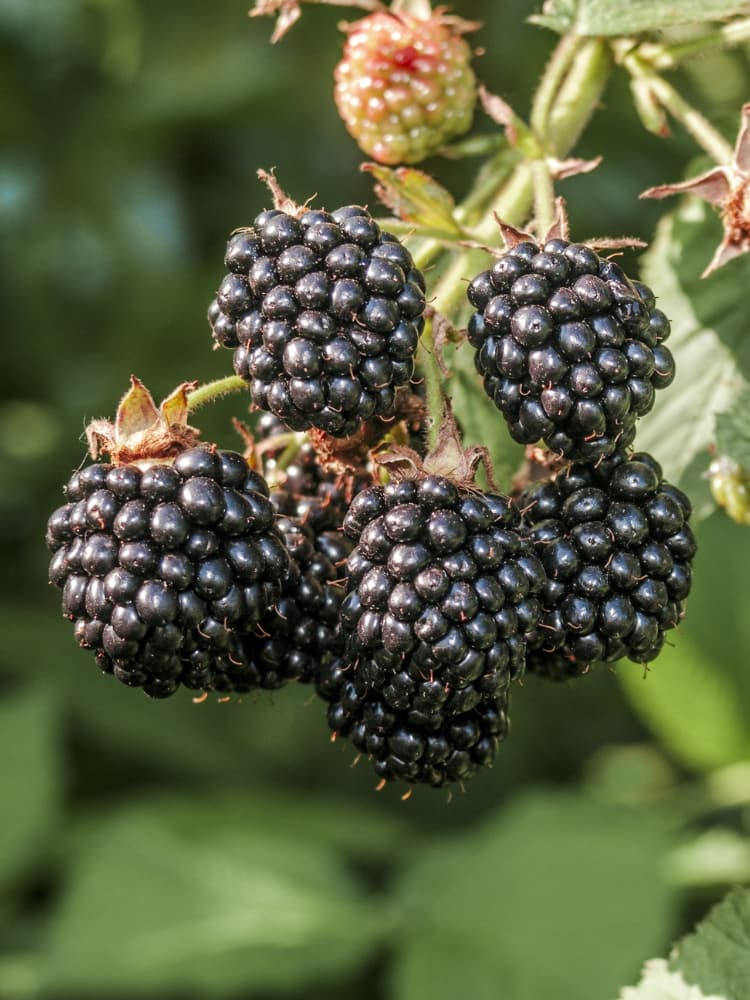 Brombeere 'Chester Thornless' | Rubus fruticosus 'Chester Thornless' im Onlineshop der Bohlken Baumschulen