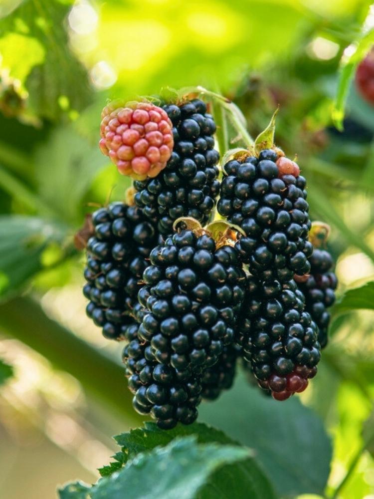 Brombeere 'Dirksen Thornless' | Rubus fruticosus 'Dirksen Thornless' im Onlineshop der Bohlken Baumschulen