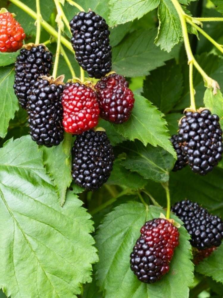 Brombeere 'Loch Ness' | Rubus fruticosus 'Loch Ness' im Onlineshop der Bohlken Baumschulen