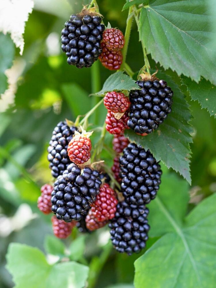 Brombeere 'Triple Crown' | Rubus fruticosus 'Triple Crown' im Onlineshop der Bohlken Baumschulen