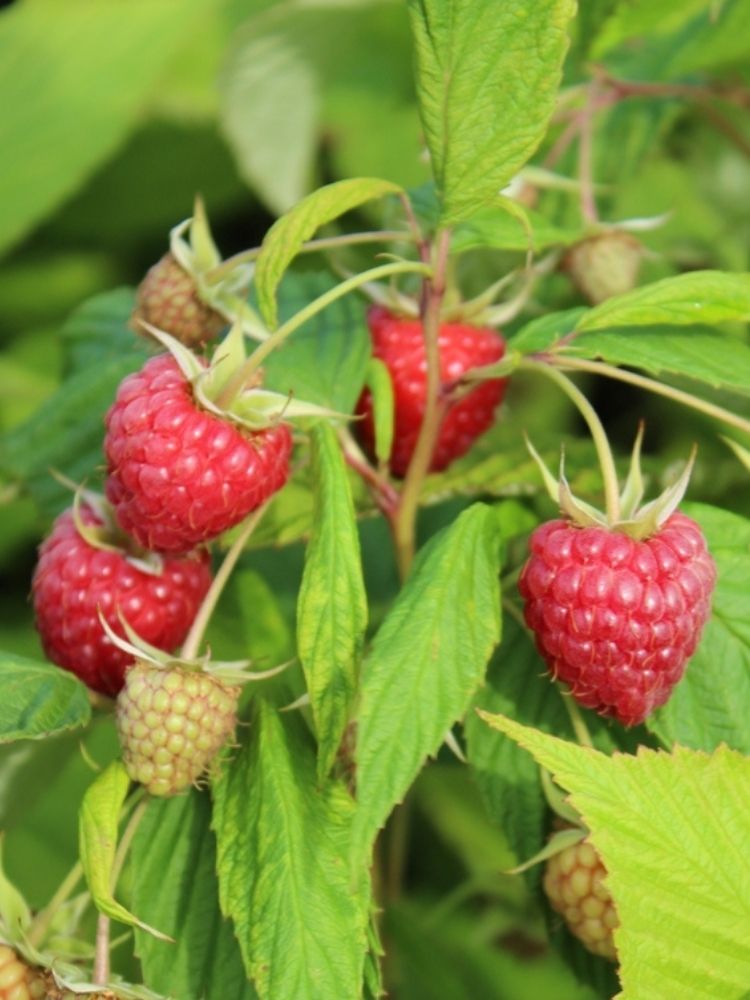 Himbeere Primberry ® 'Autumn Chef ®'  | Herbsthimbeere Rubus im Onlineshop der Bohlken Baumschulen