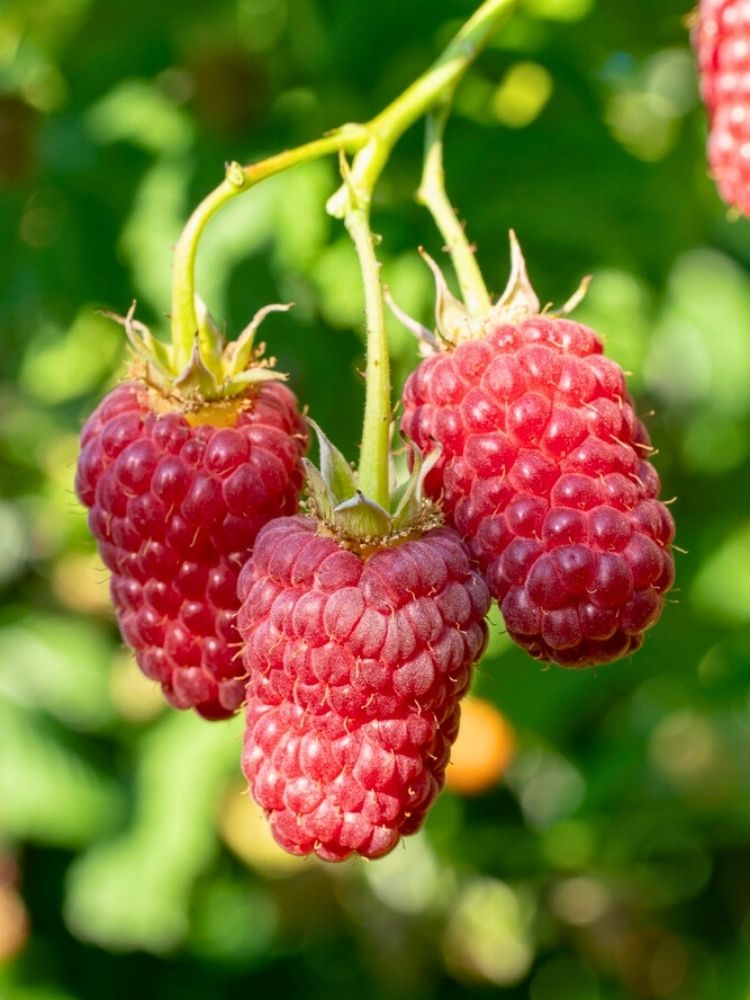 Himbeere Primberry ® 'Autumn First ®'  | Herbst-Himbeere Rubus im Onlineshop der Bohlken Baumschulen