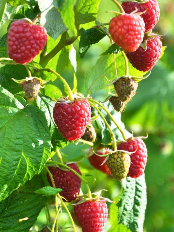 Himbeere Primberry ® 'Autumn Happy ®'  | Herbst-Himbeere Rubus im Onlineshop der Bohlken Baumschulen