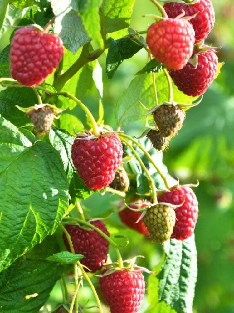 Himbeere Primberry ® 'Autumn Happy ®'  | Herbst-Himbeere Rubus im Onlineshop der Bohlken Baumschulen