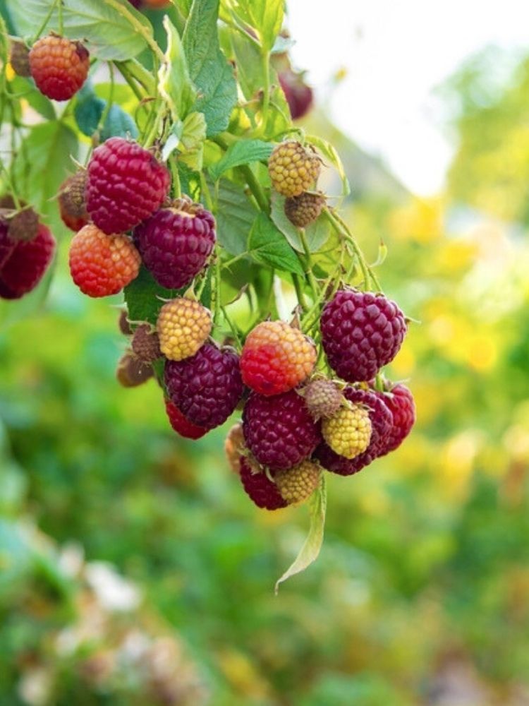 Himbeere Primberry ® 'Autumn Passion ®'  | Herbst-Himbeere Rubus im Onlineshop der Bohlken Baumschulen