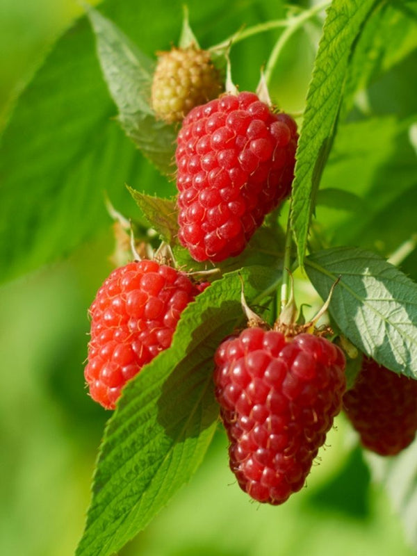 Himbeere Primeberry ® 'Grand Heritage' ®  | Herbst-Himbeere im Onlineshop der Bohlken Baumschulen