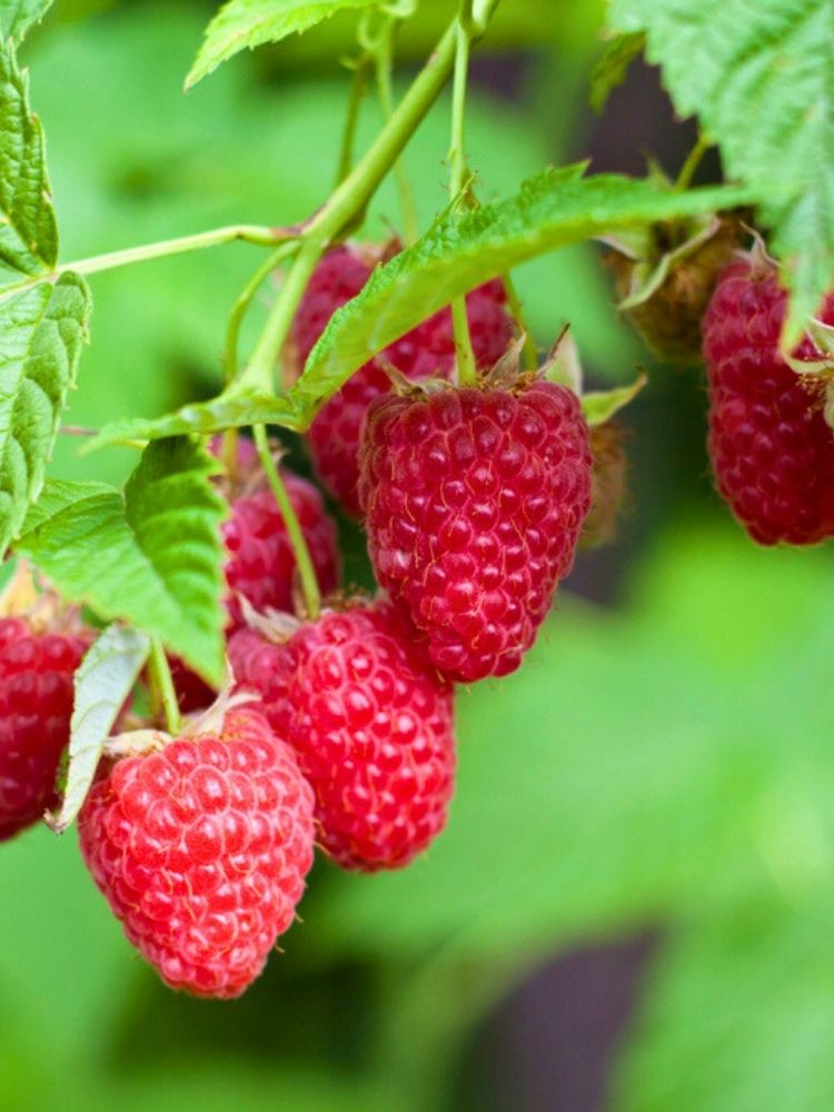 Himbeere Primeberry' ® 'Zefa Nova' ®  | Rubus Primeberry' ® 'Zefa Nova' ® im Onlineshop der Bohlken Baumschulen